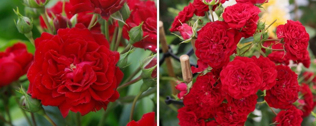 Роза плетистая `Crimson Siluetta`®
